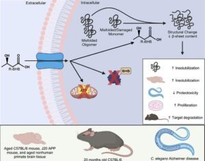 Alzheimer’s Study Shows Ketone Bodies Help Clear Misfolded Proteins