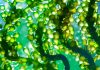 Could microalgae fermentation create the superfoods of the future?