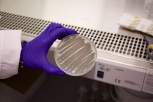 How Fungi Make a Promising Compound for Treating Cancer and Inflammation