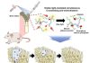 Promoting Bone Regeneration and Adhesion Using Safe Visible Light