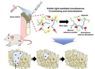 Promoting Bone Regeneration and Adhesion Using Safe Visible Light