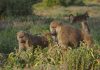 Alpha Male Baboons Pay the Price for Their Charms: The Cost of Being a Ladies’ Man