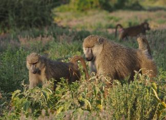 Alpha Male Baboons Pay the Price for Their Charms: The Cost of Being a Ladies’ Man