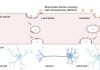 Lipid Nanoparticle Platform Delivers mRNA to the Brain Through the Blood-Brain Barrier