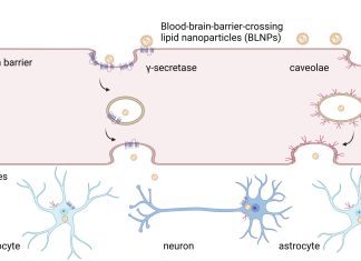 Lipid Nanoparticle Platform Delivers mRNA to the Brain Through the Blood-Brain Barrier