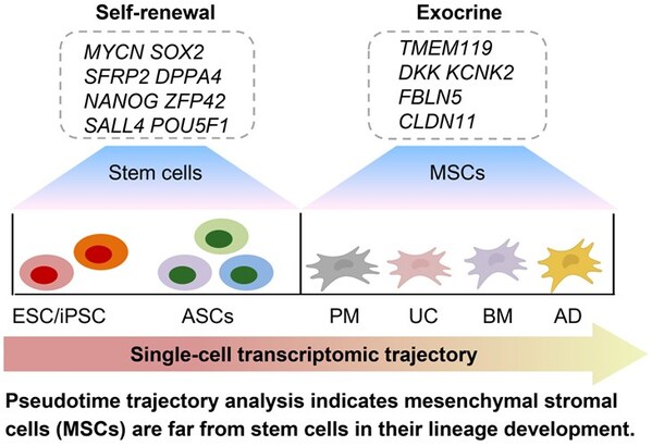 The debate on MSCs is over; it’s time to promote MSC therapy in practice