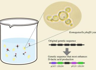 Engineered Yeast Enhances D-Lactic Acid Production: A Greener Recipe for Sustainability
