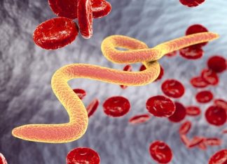 Novel drug nitisinone could help reduce malaria spread by killing mosquitoes
