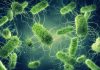 Researchers trace 73% of US Salmonella cases to chicken and vegetables