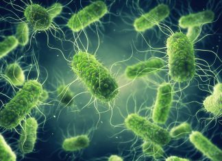 Researchers trace 73% of US Salmonella cases to chicken and vegetables