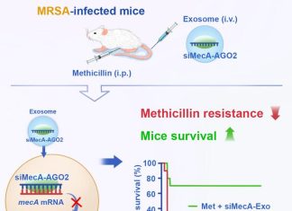 siRNAs May Provide New Approach to Fight Antibiotic-Resistant Bacterial Infections