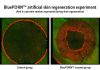 Amorepacific Research Confirms Potential of Microalgal-Derived PDRNs in Skin Regeneration and Wound Healing