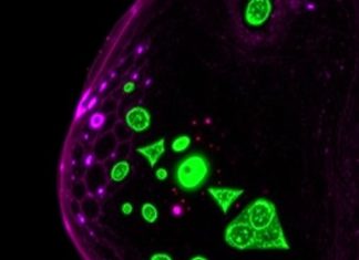 FOXO1 Controls miR-99a-5p/E2F7 to Halt Breast Cancer