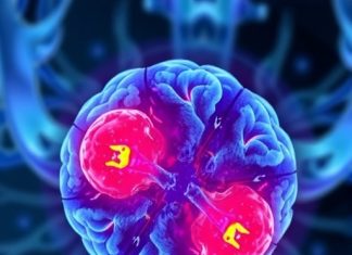 Scientists Discover Crucial Biological Mechanism Driving Healthy Aging