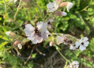 Study Uncovers the Reasons Behind Young Plants’ Susceptibility to Disease
