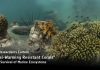 Chula Researchers Culture “Global-Warming Resistant Corals” for the Survival of Marine Ecosystems