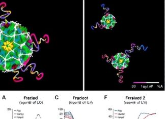 Enhanced HIV-1 Neutralization via Bispecific Antibody Prepositioning