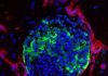 First Vascularized Organoid Model of Stem Cell-Derived Pancreatic Islets
