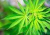 Salk researchers create detailed genetic atlas of cannabis to date