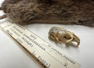 Chicago’s Rodents Are Adapting to Thrive in Urban Environments
