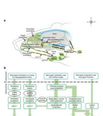 CSF Flow Enhanced Through Non-Invasive Manipulation of Lymphatics