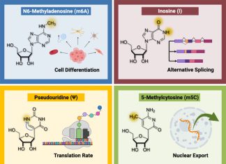 Epitranscriptomics: A New Frontier in RNA Epigenetics 25 Years After the Human Genome Project