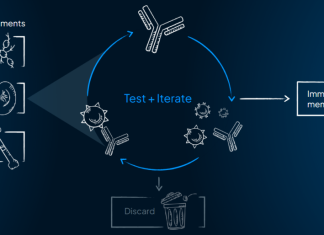 Infinimmune’s AI Model GLIMPSE-1 Engineers Human-Sourced Antibodies