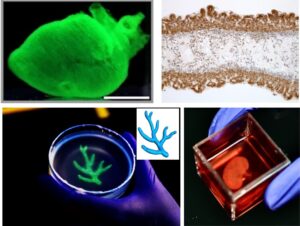 Novel Biofabrication Technique Could Advance Bioprinting and Tissue Engineering