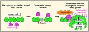 Tumor Growth Accelerated by Macrophages’ Cytokine Amplification in Drosophila