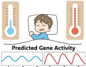 Biological Clock Temperature Cycles Explained by Waveform Distortion
