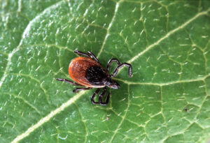 How Climate Changes Are Impacting Infectious Diseases