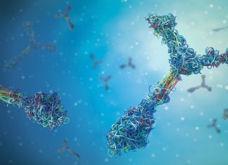 IRF-5 identified as key to preventing immune cell exhaustion