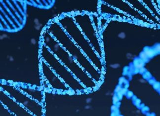 New RNA therapy reverses symptoms of progeria in mouse models