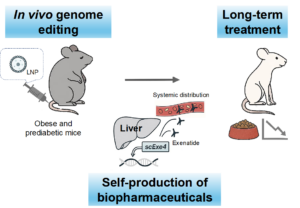 Obesity Reversed in Genome Edited Mice that Produce Their Own GLP-1