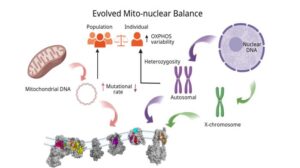 OxPhos System Evolution Explored, Indicating Links Between Mutations and Disease