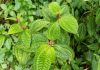 Powerful bioactives found in overlooked Amazonian fruits