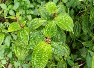Powerful bioactives found in overlooked Amazonian fruits