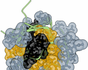 Protein Core Stability Rules Open Door for Faster Protein Design