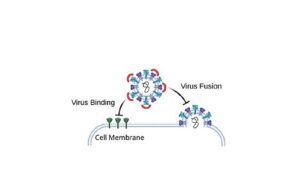 Promising Broad-Spectrum Antiviral Targets Found in Conserved N-glycans