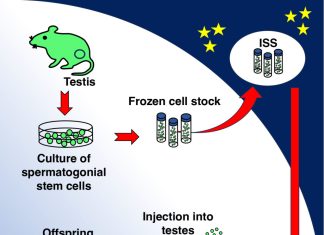 Space Station Stem Cells Successfully Produce Healthy Mice