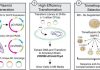 Synthetic Metagenomic Method Uncovers Genetic Drivers of Antimicrobial Resistance