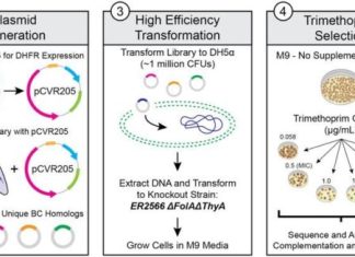Synthetic Metagenomic Method Uncovers Genetic Drivers of Antimicrobial Resistance