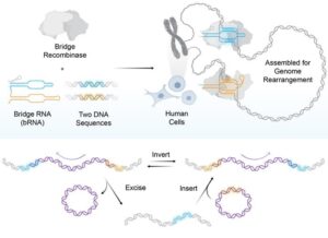 Bridge Recombinase Platform Enables Megabase-Scale Human Genome Rearrangements