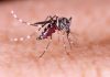 Prior Dengue Infection Rewires Immunity, Boosts Vaccine Response