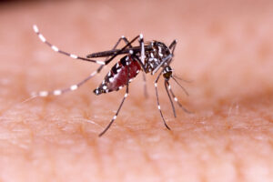 Prior Dengue Infection Rewires Immunity, Boosts Vaccine Response