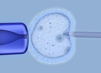 Study: Common test to assess viability of IVF embryos may be flawed