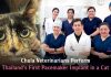 Chula Veterinarians Perform Thailand’s First Pacemaker Implant in a Cat