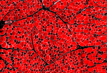 Dyno GATC Announces AI Agents, Muscle Capsid, and Manufacturing Partner