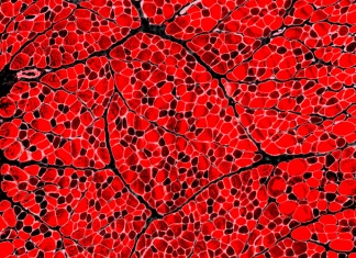 Dyno GATC Announces AI Agents, Muscle Capsid, and Manufacturing Partner