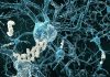 Scientists pinpoint a reason Alzheimer’s patients forget loved ones
